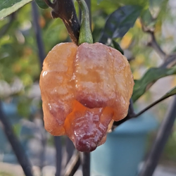 Carolina Peach – Piccantezza brutale con un tocco fruttato