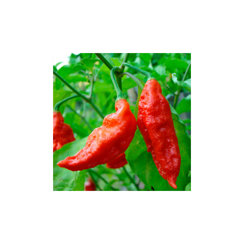 Naga Bhut Jolokia 10 semillas Ghost Pepper