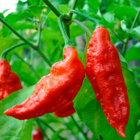 Naga Bhut Jolokia 10 seeds Ghost Pepper