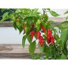 Naga Morich 10 siementä