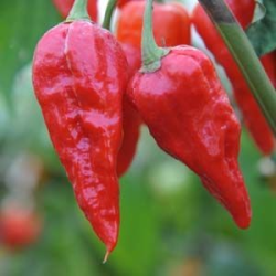 Naga Morich Samen - 10 Stück | Nukleare Schärfe