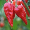 Naga Morich 10 siementä