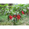 Naga Morich 10 siementä