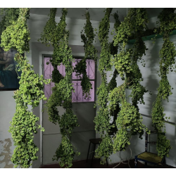 Organic Wild Oregano from Alentejo | Picantes.pt