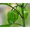 Naga Morich 10 siementä