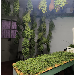 Origano Selvatico Bio dell'Alentejo | Picantes.pt