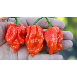 Graines de Piment Naga Viper - 10 Graines | Chaleur Nucléaire