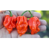 Semi di Peperoncino Naga Viper - 10 Semi | Calore Nucleare