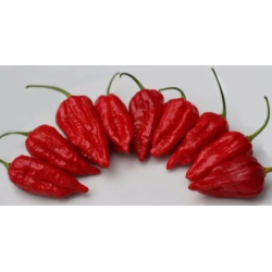 Semi di Peperoncino Naga Viper - 10 Semi | Calore Nucleare
