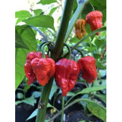 Naga Viper siemenet - 10 kpl | Ydinvoimainen hybridi