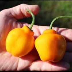 ✨ Aji Oro Rocoto – Il gioiello dorato delle Ande con semi neri