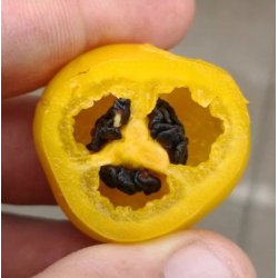 ✨ Aji Oro Rocoto – Das goldene Juwel der Anden mit schwarzen Samen