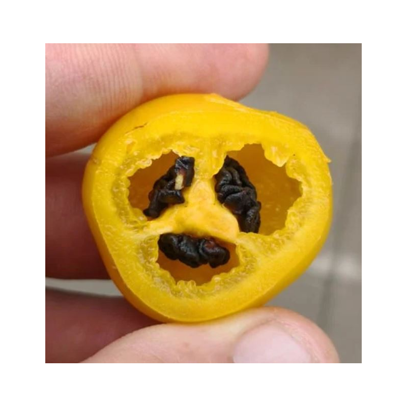 ✨ Aji Oro Rocoto – La joya dorada de los Andes con semillas negras