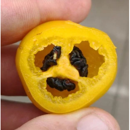 ✨ Aji Oro Rocoto – Le joyau doré des Andes aux graines noires