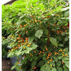 Aji Charapita the caviar of Peru