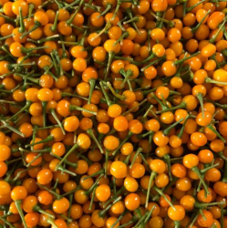 Aji Charapita Perun kaviaari