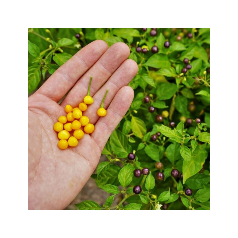 Aji Charapita der Kaviar aus Peru