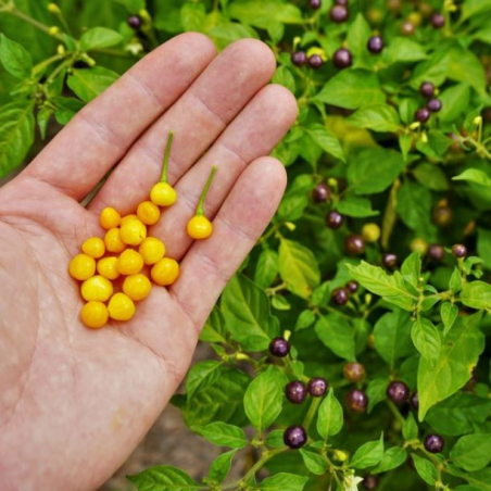Aji Charapita le caviar du Pérou
