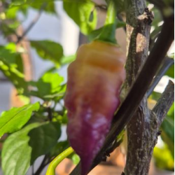 Bela Purple Peach: The Ebony and Peach Jewel