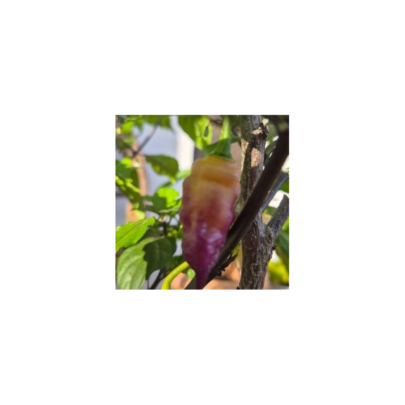 Bela Purple Peach: The Ebony and Peach Jewel