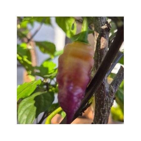 Bela Purple Peach: Das Juwel aus Ebenholz und Pfirsich