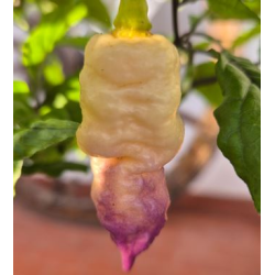 Bela Purple Peach : Le Joyau d'Ébène et de Pêche