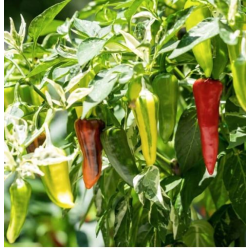 Chili Fish Pepper: L'Eredità Croccante e Variegata