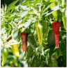 Chili Fish Pepper: La Herencia Crujiente y Variegada