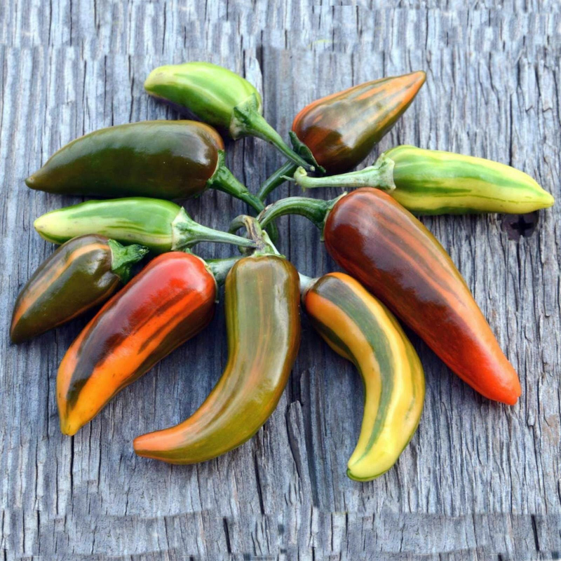 Chili Fish Pepper : L'Héritage Croquant et Panaché