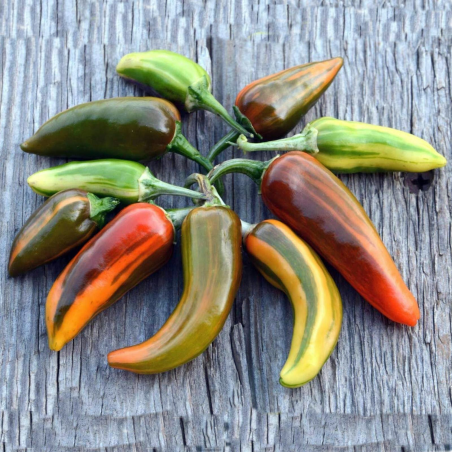 Chili Fish Pepper: La Herencia Crujiente y Variegada