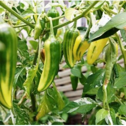 Chili Fish Pepper: The Crunchy and Variegated Heritage