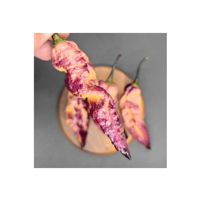 Peperoncino Thanos: L'Ibrido Cosmico di Calore e Colore