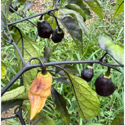 Pimiento Thanos: El Híbrido Cósmico de Calor y Color