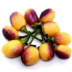 Pimiento Olho de Mutum: La Joya Rara de la Amazonía