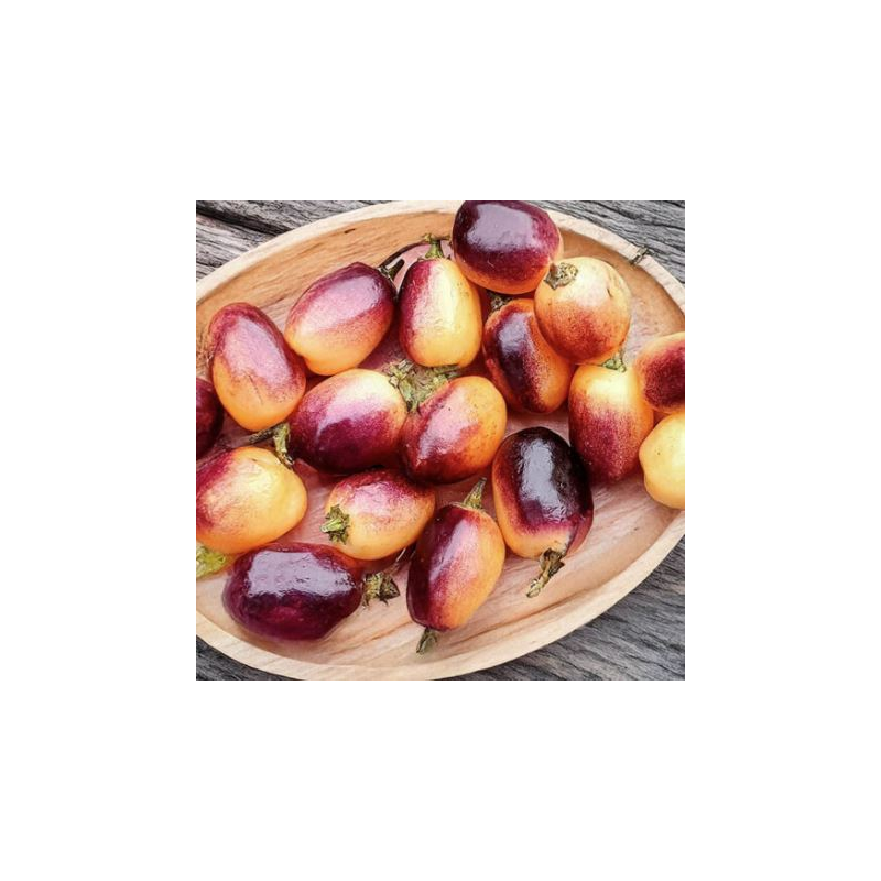 Peperoncino Olho de Mutum: Il Gioiello Raro dell'Amazzonia