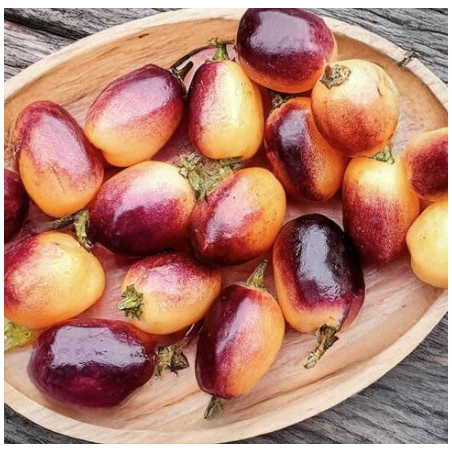 Pimenta Olho de Mutum: A Joia Rara da Amazónia