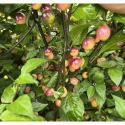 Pimenta Olho de Mutum: A Joia Rara da Amazónia