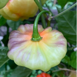 Aji Cachucha Purple Splotch: Exotic Sweetness and Purple Mist