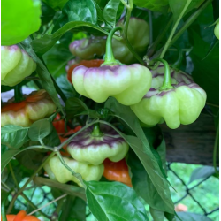 Aji Cachucha Purple Splotch: Eksoottinen makeus ja liilat täplät