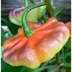 Aji Cachucha Purple Splotch: Dulzura Exótica y Manchas Púrpuras