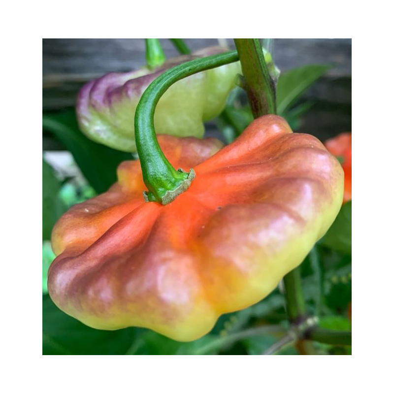 Aji Cachucha Purple Splotch: Exotic Sweetness and Purple Mist