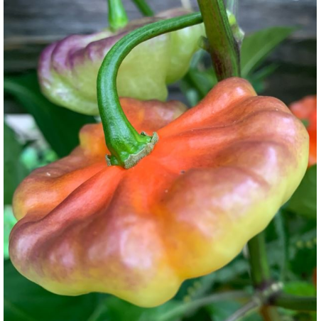 Aji Cachucha Purple Splotch: Eksoottinen makeus ja liilat täplät