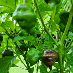 Chocolate Hand Grenade: la Bomba de Sabor Ahumado