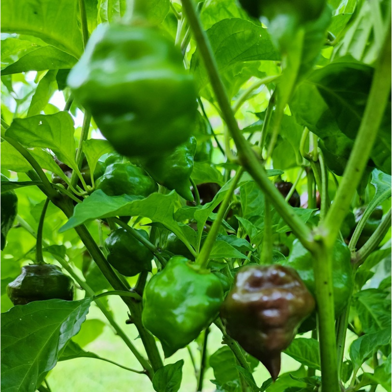 Chocolate Hand Grenade: Savuinen makupommi