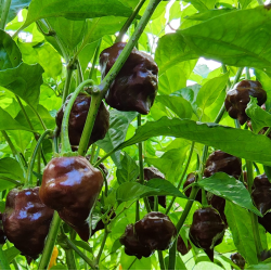 Chocolate Hand Grenade: a Bomba de Sabor Defumado