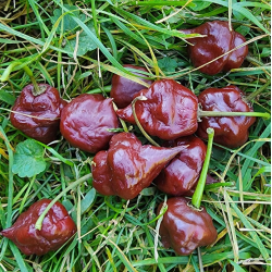 Chocolate Hand Grenade: Die rauchige Geschmacksbombe