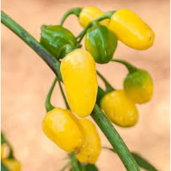 Cumari do Pará Chili: Das Aroma des Amazonas | Picantes.pt