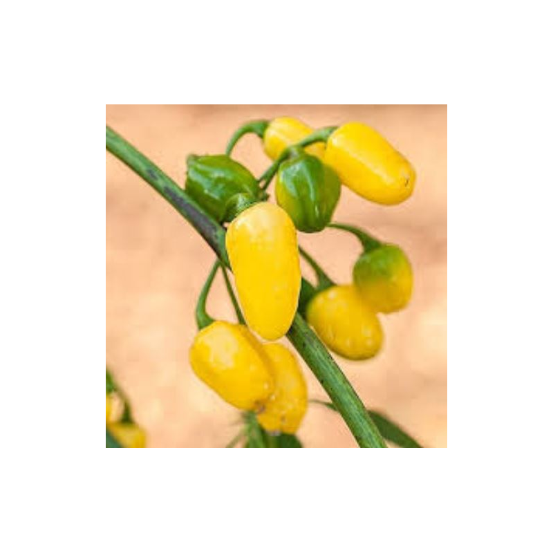 Cumari do Pará Pepper: The Unmistakable Amazon Aroma | Picantes.pt