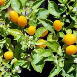 Cumari do Pará Chili: Das Aroma des Amazonas | Picantes.pt