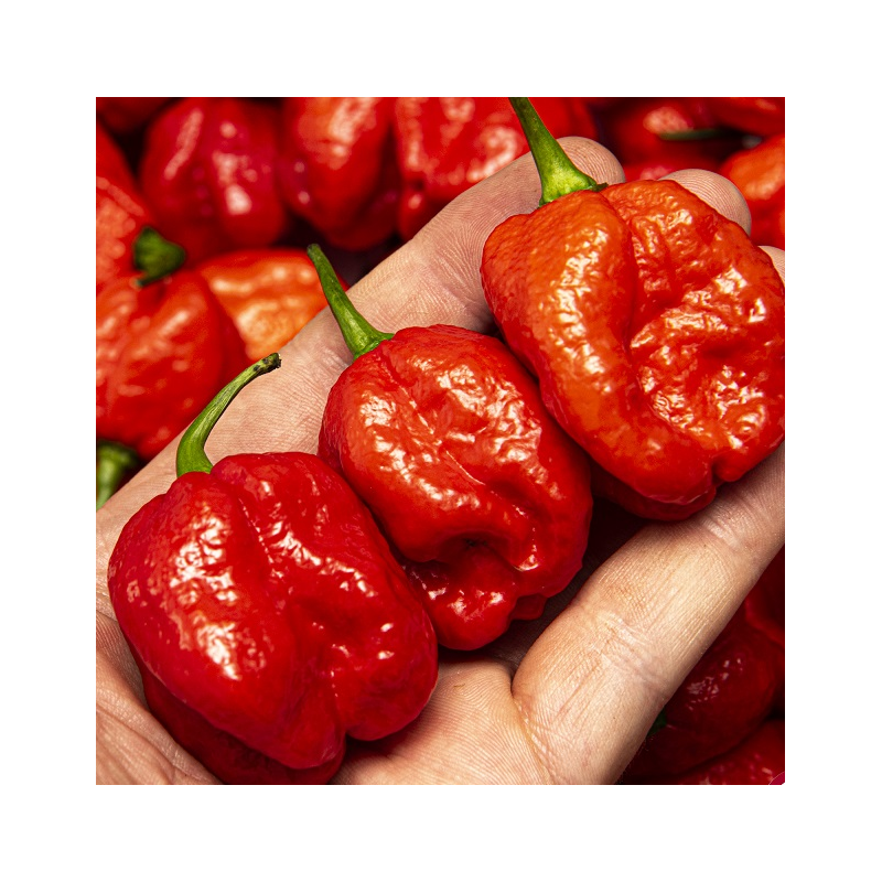 Piment Dedo-de-Moça : Le Favori Polyvalent du Brésil | Picantes.pt